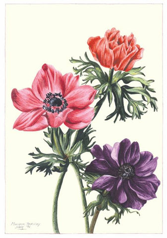 Note Card - Anemone