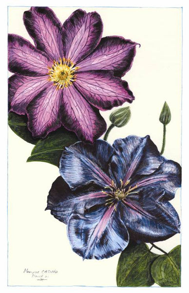 Note Card - Clematis