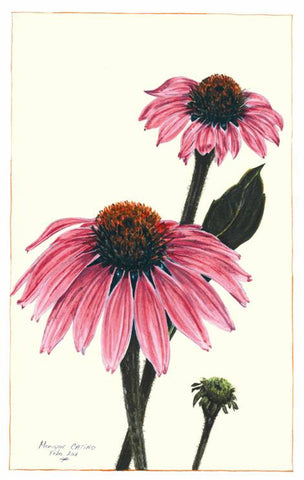 Note Card - Echinacea