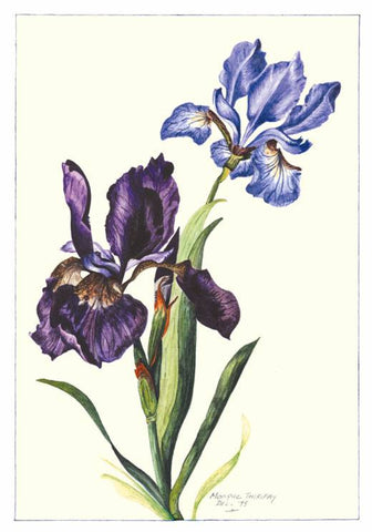 Note Card - Iris