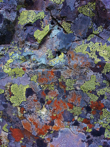 Snow Lake Lichen